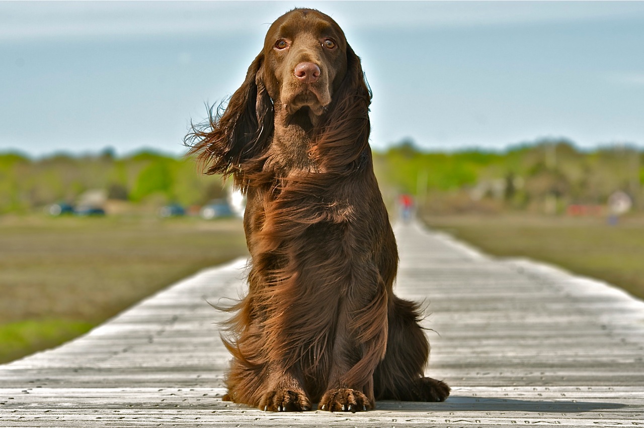 field spaniel puppies for sale