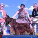 HUDSON
Multiple Res. BESTS IN SHOW
GrCH CH Nautica's Wind River Gold RN ROM-P ROM-S
#1 Field Spaniel 2012