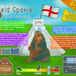 CHARLIE
Letter "F" - The Field Spaniel picture for the breed