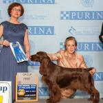 GINGER
Best In Specialty Show Winning
Group Winning
Multiple Group Placing
GrCH CH SandsCape Pardon Me Boys
#1 Field Spaniel Bitch for 2012
