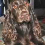 SIENNA - CH SandsCape Making Waves
	~ American Spaniel Club Reserve Winners Bitch. 2010
	~ Her first kids hit the show ring late in 2011, check for updates!
	Dam of:
		SandsCape Twice on the